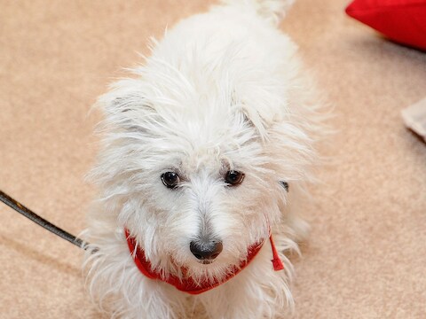 Een nerveuze hond laat zijn staart naar links kwispelen zoals dit dier. Andere honden pikken dat signaal op als een waarschuwing.