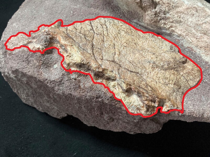 De dinosaurusfossielen die gevonden werden op Port Island.