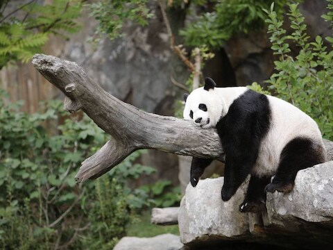 Moederpanda Mei Xiang