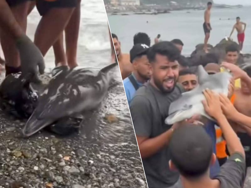 Ophef in Ceuta na beelden van migranten die dode babydolfijn als trofee omhooghouden
