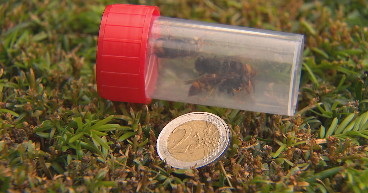 Help mee Aziatische hoornaar vangen: Schilde zet lokvallen in