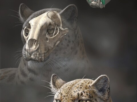 Een reconstructietekening van Panthera blytheae.