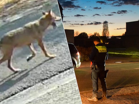Wolf loopt door de Wilgendreef in Kalmthout. De politie vraagt de wolf met rust te laten, een foto of filmpje van op afstand kan klinkt het.
