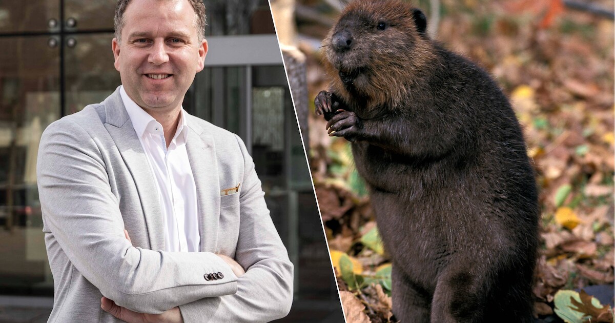 Bever zorgt voor steeds meer problemen in Limburg door groeiende ...