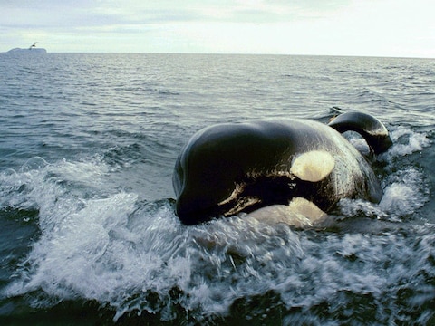 Een foto van Keiko, de orka uit de film ‘Free Willy’.