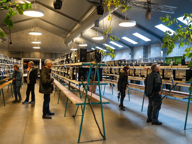 De Kanarie Hemiksem pakt uit met 62ste nationale vogelshow eind oktober