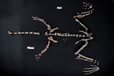 Een van oudste dinosaurussoorten ter wereld ontdekt in Argentinië