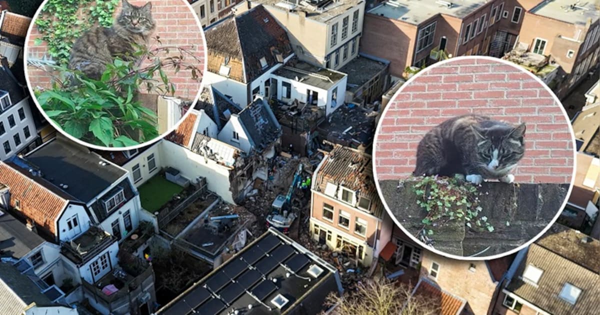 “Enkel wat verbrande snorharen”: nieuw lichtpunt in Utrecht nu ook alle katten gasexplosie blijken o