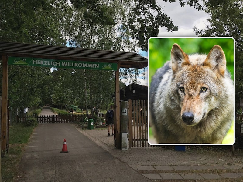 Wildpark Johannismühle in Brandenburg.
