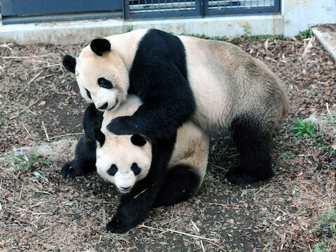 Shin Shin en haar partner Ri Ri zijn het eerste koppel panda's dat de zoo op natuurlijke wijze met een baby verblijdt.