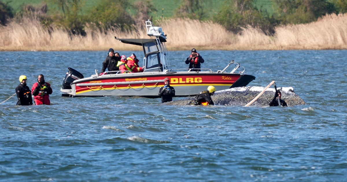 Heel Duitsland leeft mee met walvis Timmy, maar biologen zijn hard: “Laat hem gewoon met rust. Dat d