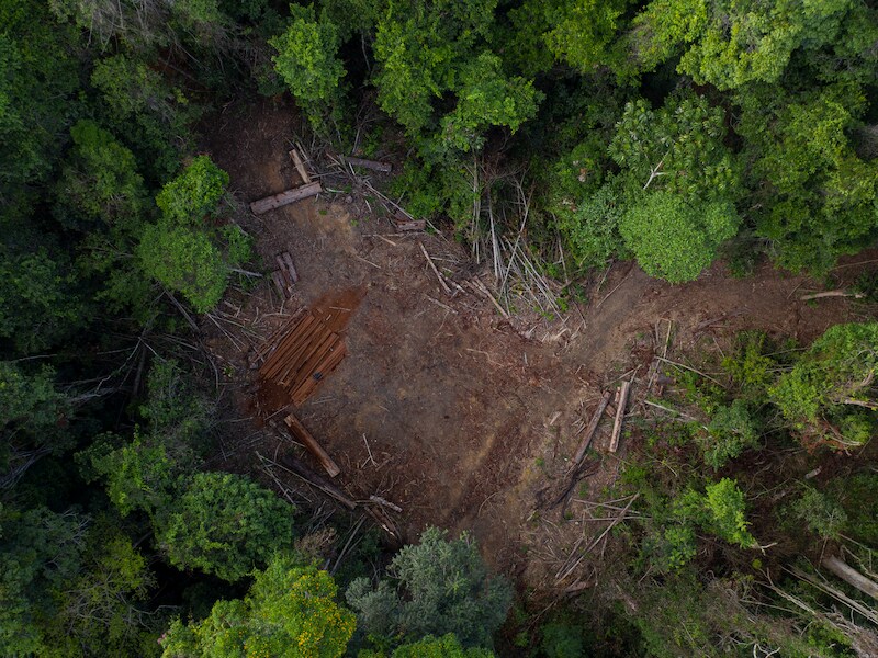 Archiefbeeld. In de eerste vier maanden van dit jaar is in Brazilië 55 procent meer bos illegaal omgehakt dan in dezelfde periode vorig jaar. 