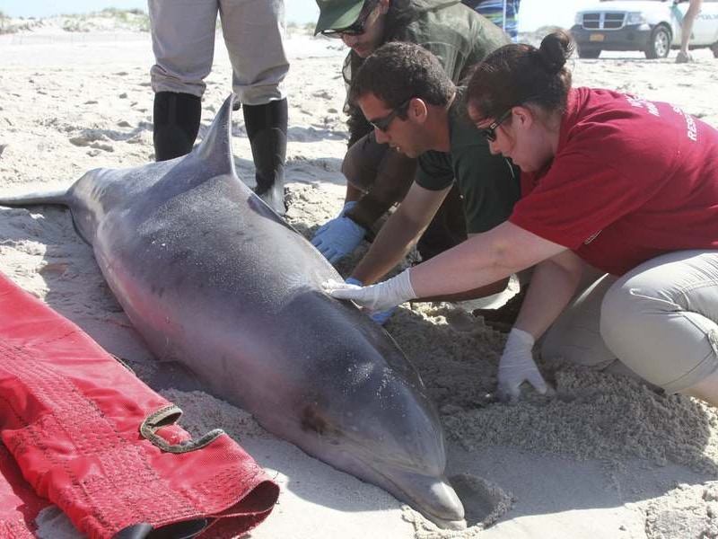 Een aangespoelde tuimelaar aan het strand van Long Island (New York) wordt onderzocht.