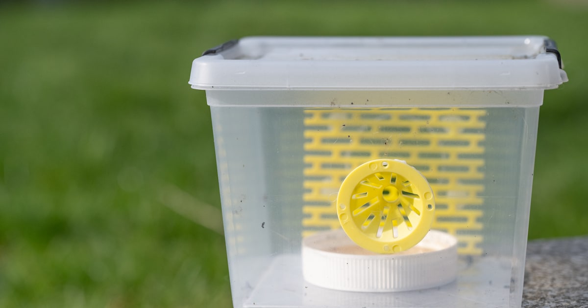 Nieuwe infosessie voor wie wil helpen in de strijd tegen de Aziatische hoornaar