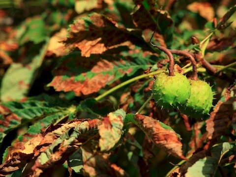 De stijgende temperatuur zal een ingrijpende invloed hebben op het bladerdak overal ter wereld