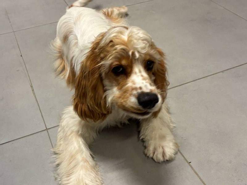 Dit schattig baasje zoekt zijn/haar eigenaar.