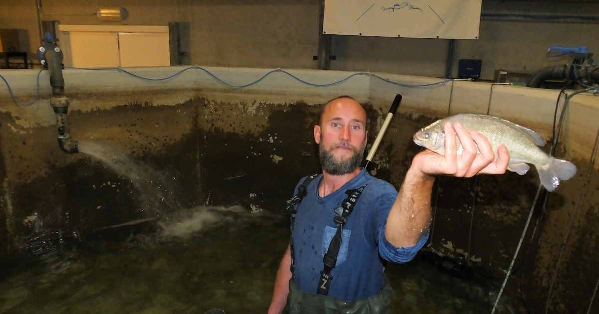Visboerderij kweekt vegetarische baars met water van de buren | Regio ...